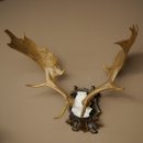 Fallow deer antlers, height 76 cm Fallow deer antlers carved shield 72.545