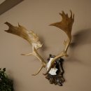 Fallow deer antlers, height 76 cm Fallow deer antlers carved shield 72.545
