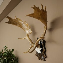 Fallow deer antlers, height 76 cm Fallow deer antlers carved shield 72.545