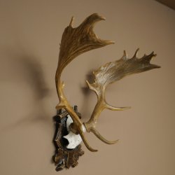 Fallow deer antlers, height 76 cm Fallow deer antlers carved shield 72.545