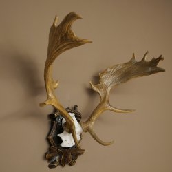 Fallow deer antlers, height 76 cm Fallow deer antlers carved shield 72.545