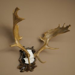 Fallow deer antlers, height 76 cm Fallow deer antlers carved shield 72.545