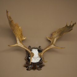 Fallow deer antlers, height 76 cm Fallow deer antlers carved shield 72.545