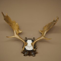 Fallow deer antlers, height 76 cm Fallow deer antlers carved shield 72.545