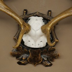 Fallow deer antlers, height 76 cm Fallow deer antlers carved shield 72.545