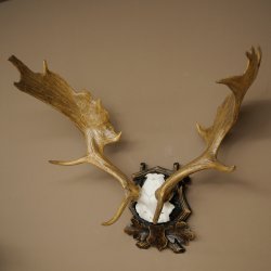 Fallow deer antlers, height 76 cm Fallow deer antlers carved shield 72.545