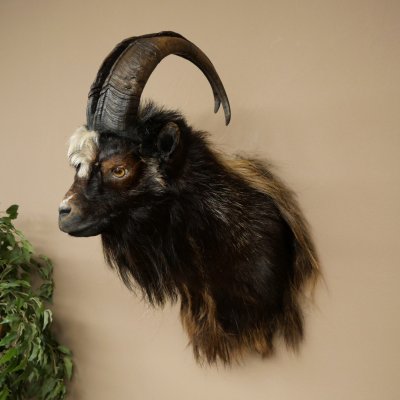 Goat and Billhorn, 53 cm, Wild Goat Head Mount, Head and Antlers, 95.206.5