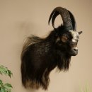 Goat and Billhorn, 53 cm, Wild Goat Head Mount, Head and...