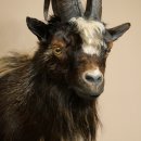 Goat and Billhorn, 53 cm, Wild Goat Head Mount, Head and Antlers, 95.206.5