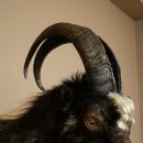 Goat and Billhorn, 53 cm, Wild Goat Head Mount, Head and Antlers, 95.206.5