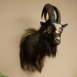 Goat and Billhorn, 53 cm, Wild Goat Head Mount, Head and Antlers, 95.206.5