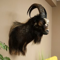 Goat and Billhorn, 53 cm, Wild Goat Head Mount, Head and Antlers, 95.206.5