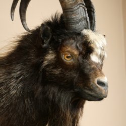 Goat and Billhorn, 53 cm, Wild Goat Head Mount, Head and Antlers, 95.206.5