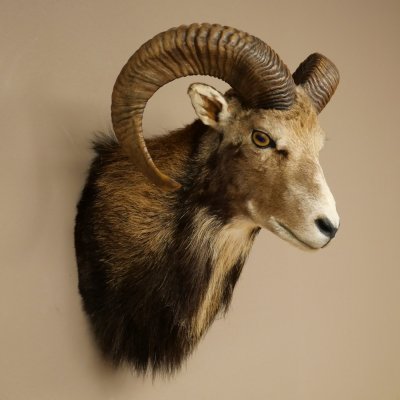 Mouflon (Ovis gmelini musimon) Préparation HL 75 cm Tête Épaules Bouclier principal 85.12.93