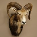 Mouflon (Ovis gmelini musimon) Préparation HL 75 cm Tête Épaules Bouclier principal 85.12.93