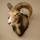 Mouflon (Ovis gmelini musimon) Préparation HL 75 cm Tête Épaules Bouclier principal 85.12.93