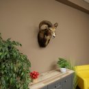 Mouflon (Ovis gmelini musimon) Préparation HL 75 cm Tête Épaules Bouclier principal 85.12.93