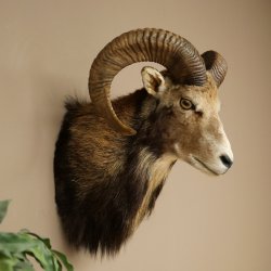 Mouflon (Ovis gmelini musimon) Préparation HL 75 cm Tête Épaules Bouclier principal 85.12.93