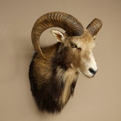 Mouflon (Ovis gmelini musimon) Préparation HL 75 cm Tête Épaules Bouclier principal 85.12.93
