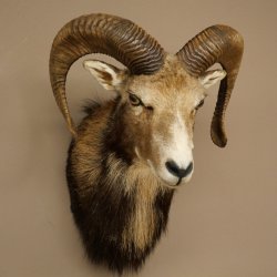 Mouflon (Ovis gmelini musimon) Préparation HL 75 cm Tête Épaules Bouclier principal 85.12.93