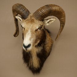 Mouflon (Ovis gmelini musimon) Préparation HL 75 cm Tête Épaules Bouclier principal 85.12.93