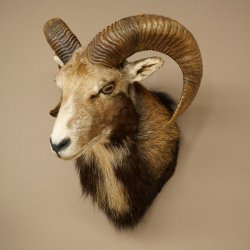 Mouflon (Ovis gmelini musimon) Préparation HL 75 cm Tête Épaules Bouclier principal 85.12.93