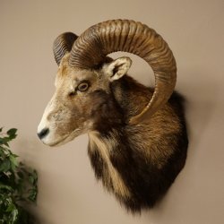 Mouflon (Ovis gmelini musimon) Préparation HL 75 cm Tête Épaules Bouclier principal 85.12.93
