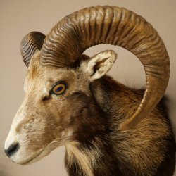 Mouflon (Ovis gmelini musimon) Préparation HL 75 cm Tête Épaules Bouclier principal 85.12.93