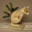 Volpe giovane, giovane, seduta, volpetta, cucciolo,...