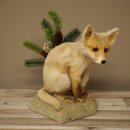 Vos, jong, zittend, jonge vos, puppy, puppys, opgezette dieren, opgezette dieren, wild, trofee 89.8.192