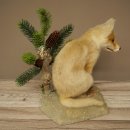 Vos, jong, zittend, jonge vos, puppy, puppys, opgezette dieren, opgezette dieren, wild, trofee 89.8.192