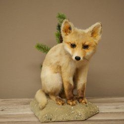 Vos, jong, zittend, jonge vos, puppy, puppys, opgezette dieren, opgezette dieren, wild, trofee 89.8.192