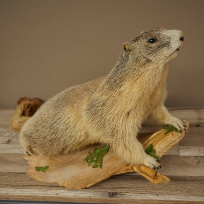 Préparation de marmotte, hauteur 40 cm, sur pierre décorative, trophée, marmotte 89.12.73