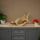 Préparation de marmotte, hauteur 40 cm, sur pierre décorative, trophée, marmotte 89.12.73