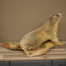 Préparation de marmotte, hauteur 40 cm, sur pierre décorative, trophée, marmotte 89.12.73