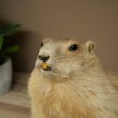 Préparation de marmotte, hauteur 40 cm, sur pierre décorative, trophée, marmotte 89.12.73