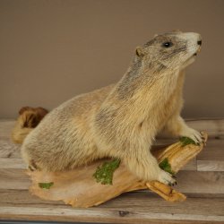 Préparation de marmotte, hauteur 40 cm, sur pierre décorative, trophée, marmotte 89.12.73