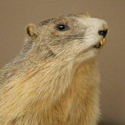 Préparation de marmotte, hauteur 40 cm, sur pierre décorative, trophée, marmotte 89.12.73