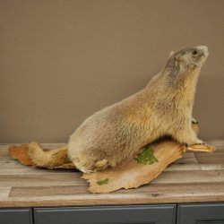Préparation de marmotte, hauteur 40 cm, sur pierre décorative, trophée, marmotte 89.12.73