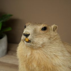 Préparation de marmotte, hauteur 40 cm, sur pierre décorative, trophée, marmotte 89.12.73