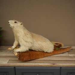 Préparation de marmotte, hauteur 40 cm, sur pierre décorative, trophée, marmotte 89.12.73