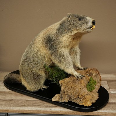 Marmotpreparaat hoogte 40 cm op decoratieve steen Trofee Marmot 89.12.73