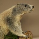 Preparado de marmota, altura 40 cm, sobre piedra...