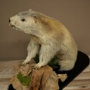 Marmotpreparaat hoogte 40 cm op decoratieve steen Trofee Marmot 89.12.73