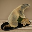 Marmotpreparaat hoogte 40 cm op decoratieve steen Trofee Marmot 89.12.73