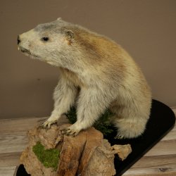 Marmotpreparaat hoogte 40 cm op decoratieve steen Trofee Marmot 89.12.73