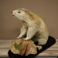 Marmotpreparaat hoogte 40 cm op decoratieve steen Trofee Marmot 89.12.73