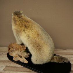 Marmotpreparaat hoogte 40 cm op decoratieve steen Trofee Marmot 89.12.73