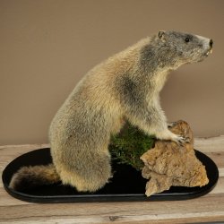 Marmotpreparaat hoogte 40 cm op decoratieve steen Trofee Marmot 89.12.73