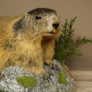 Preparado de marmota, altura 40 cm, sobre piedra...